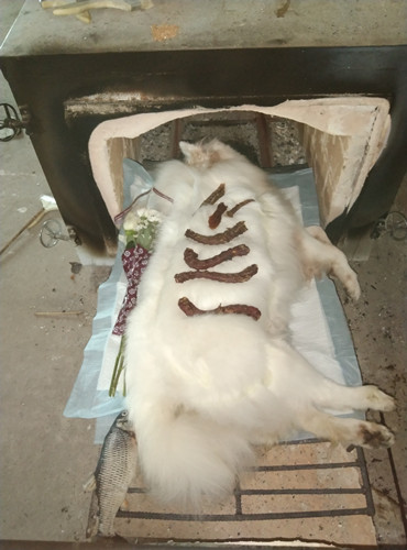 宠物死亡后的暂时简易处理(图1)