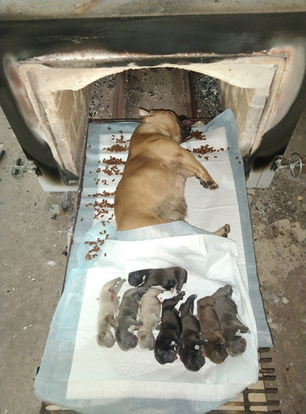 专业的宠物火化和垃圾焚烧有什么区别?(图1) 专业的宠物火化和垃圾焚烧有什么区别?(图1)