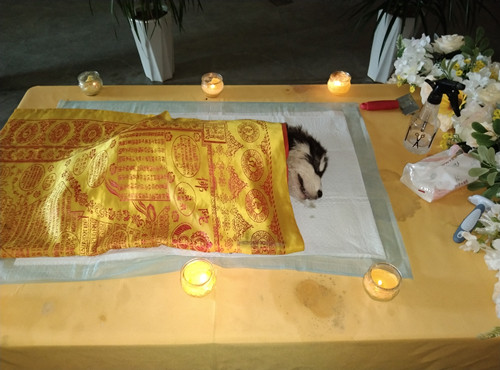 9月16“芒果”“小花”“布丁”“希希”火化铭记(图1) 9月16“芒果”“小花”“布丁”“希希”火化铭记(图1)