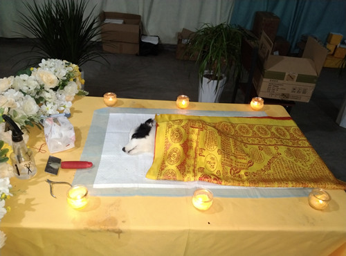 9月16“芒果”“小花”“布丁”“希希”火化铭记(图3) 9月16“芒果”“小花”“布丁”“希希”火化铭记(图3)