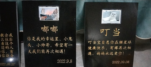 “嘟嘟”“叮当”“希希”下葬的墓碑和照片(图3)