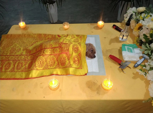 广州安逸十月火化狗狗专辑(图6)
