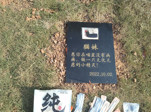 广州十月猫咪火化下葬专辑(图4)