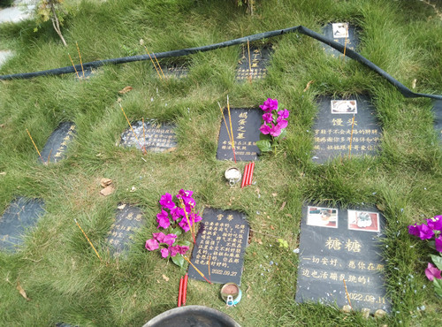 广州猫狗土葬要多少钱？(图5)