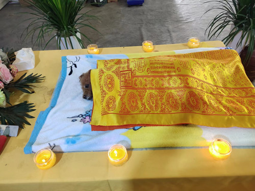 广州动物遗体火化流程(图6)
