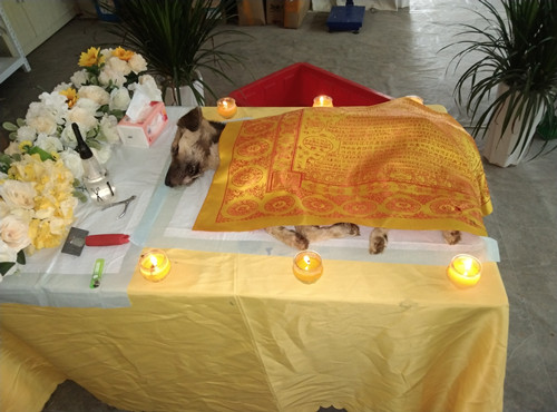 王姐解救的玉林狗车中的花花、小阿土走了....(图3)