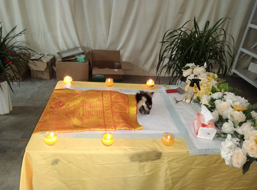 王姐解救的玉林狗车中的花花、小阿土走了....(图2)