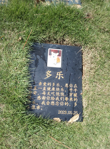 柯基“多乐”下葬(图1)