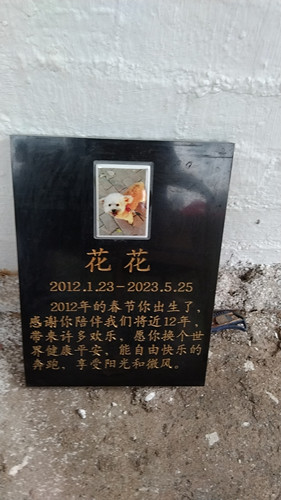 深圳猫咪火化实录！(图5)