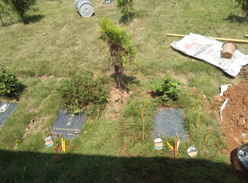 姐妹“毛毛”和“花鼻”还是在墓园相聚了(图4)