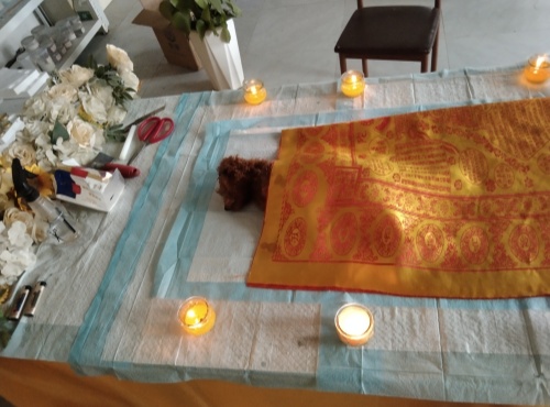 不知名传染性病菌导致狗狗腹泻死亡(图3)