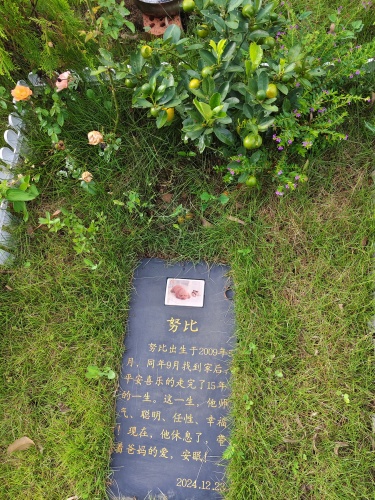 宠物墓园日常维护修建(图2)