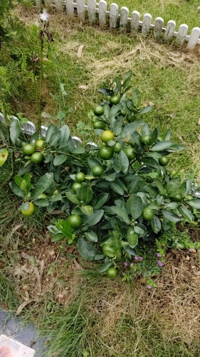 爱宠一家宠物墓园土葬(图4)