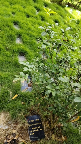 爱宠一家宠物墓园土葬(图2)